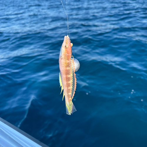 イトベラの釣果