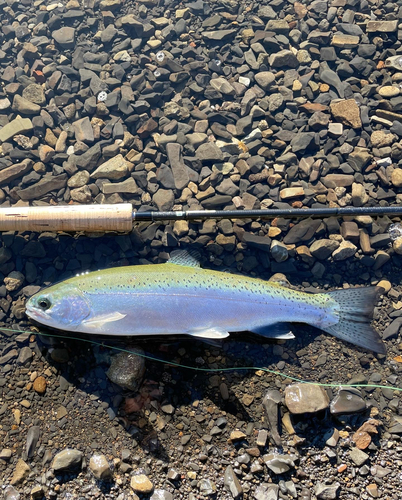 レインボートラウトの釣果