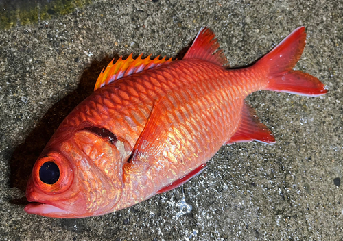 アカマツカサの釣果