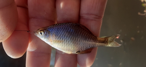 タイリクバラタナゴの釣果