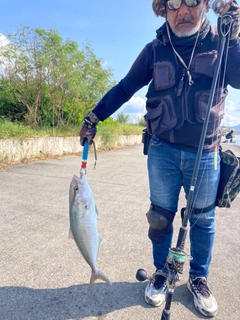 カンパチの釣果