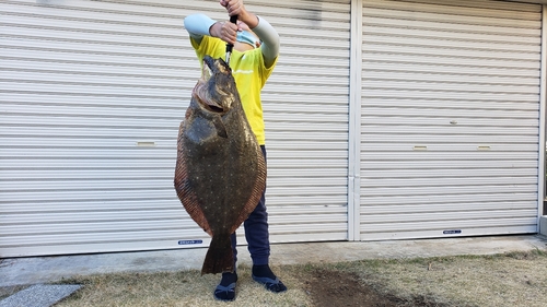 ヒラメの釣果