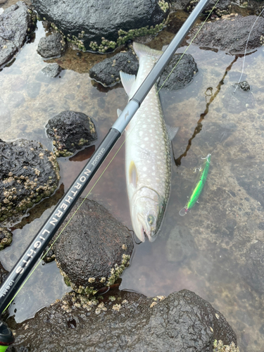 アメマスの釣果