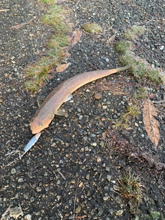 エソの釣果