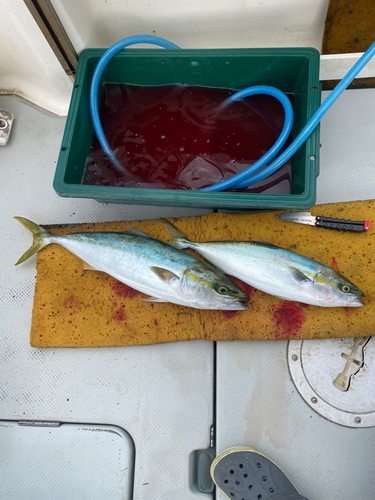 ハマチの釣果