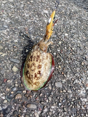 コウイカの釣果