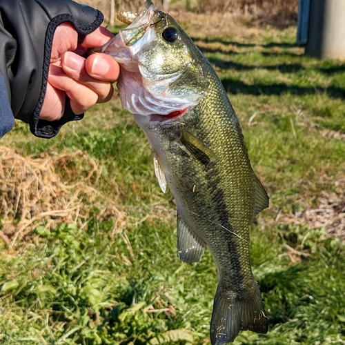 ラージマウスバスの釣果