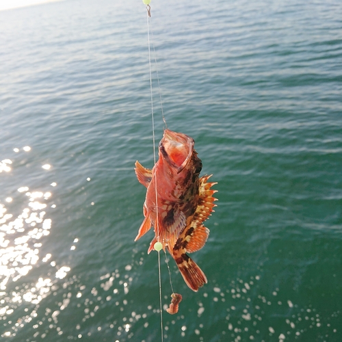 カサゴの釣果