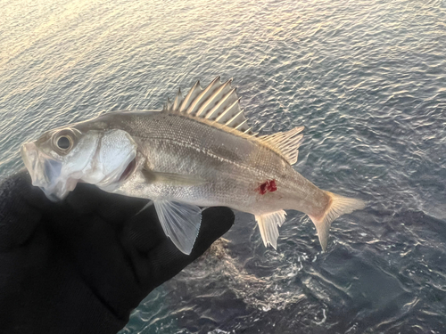 セイゴ（ヒラスズキ）の釣果