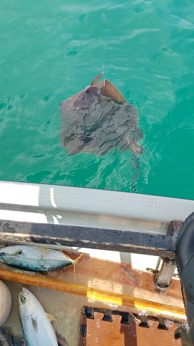 イナダの釣果