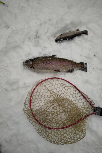 ニジマスの釣果