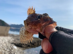 ガシラの釣果