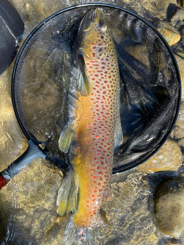 ブラウントラウトの釣果