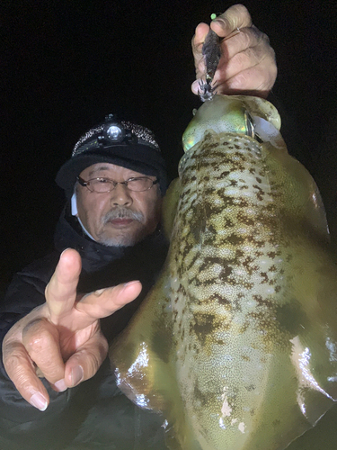 アオリイカの釣果