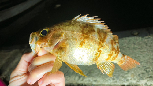 メバルの釣果