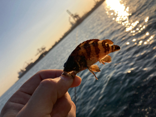 クロメバルの釣果