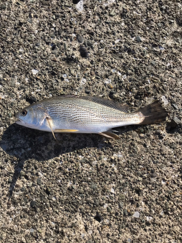 イシモチの釣果