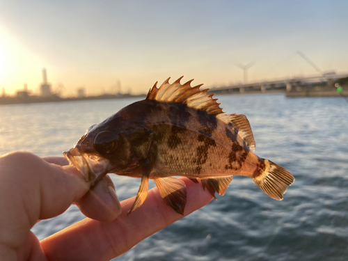 クロメバルの釣果