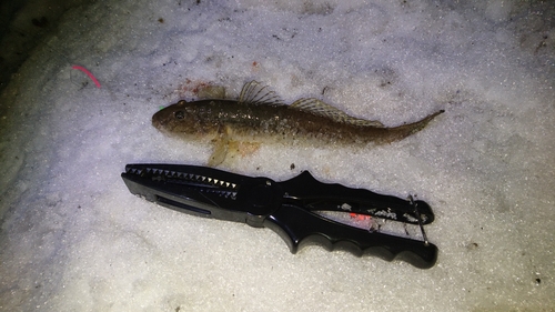 ハゼの釣果