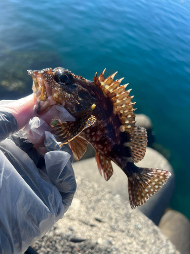 カサゴの釣果