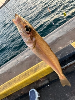 キスの釣果