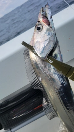 タチウオの釣果