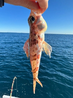 ヒメの釣果