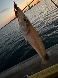 キスの釣果