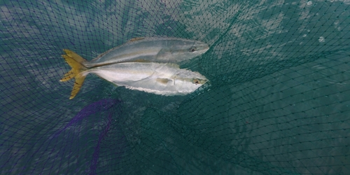 ツバスの釣果