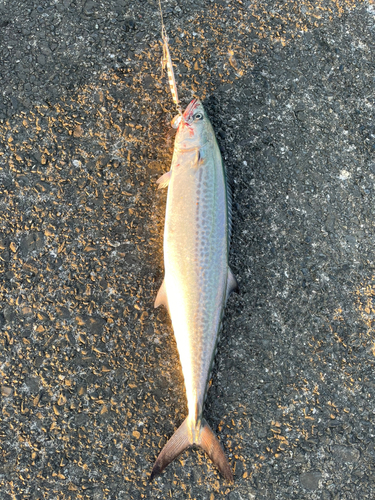 サゴシの釣果