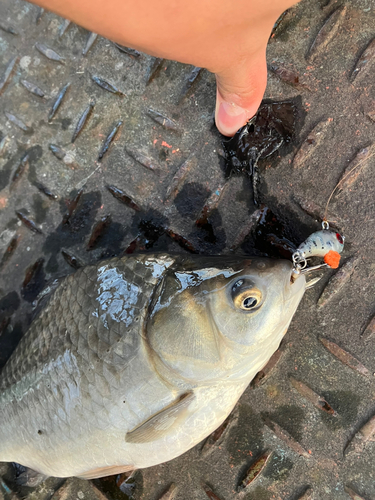 マブナの釣果