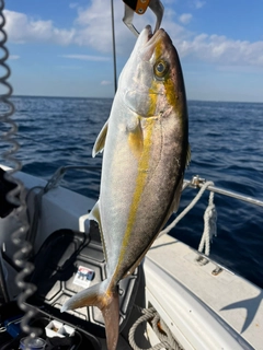 ショゴの釣果