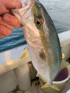 ハマチの釣果