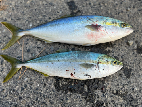 ハマチの釣果