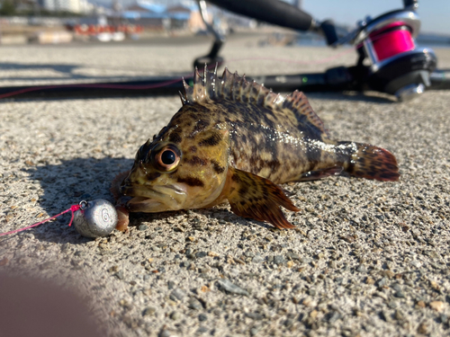 ガシラの釣果