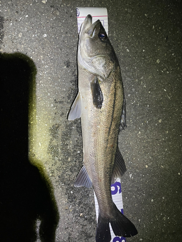 スズキの釣果