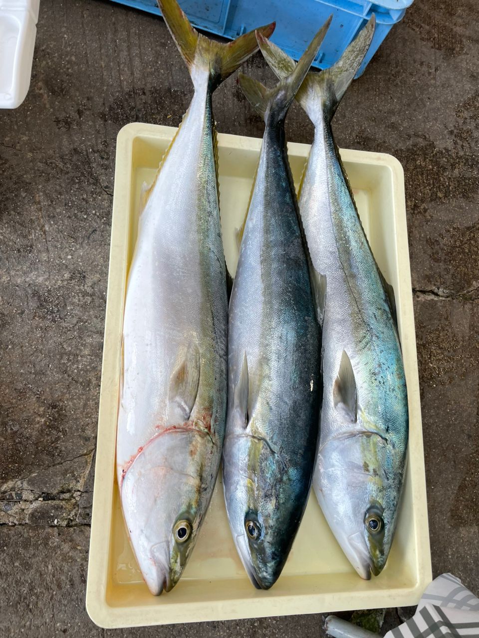 いそっぷさんの釣果 3枚目の画像