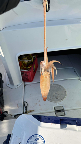 スルメイカの釣果