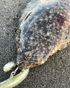 ヒラメの釣果