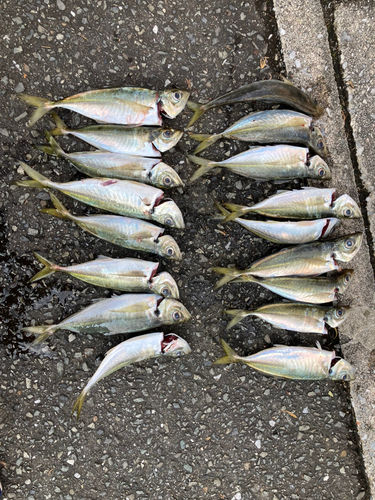 アジの釣果