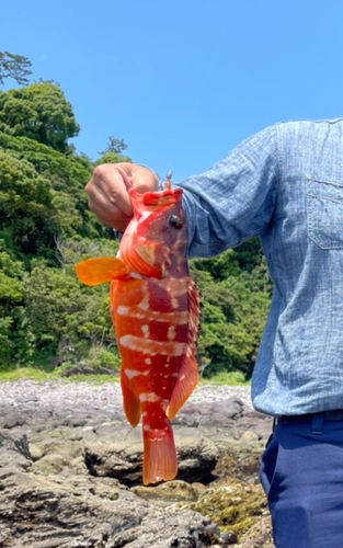 アカハタの釣果