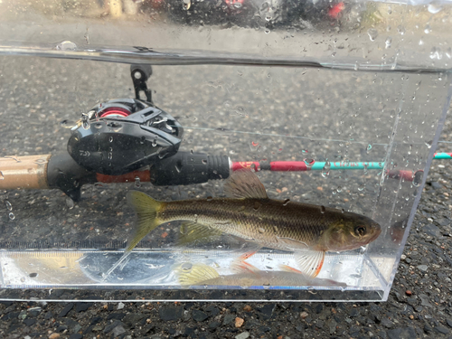 カワムツの釣果