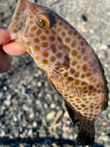 オオモンハタの釣果