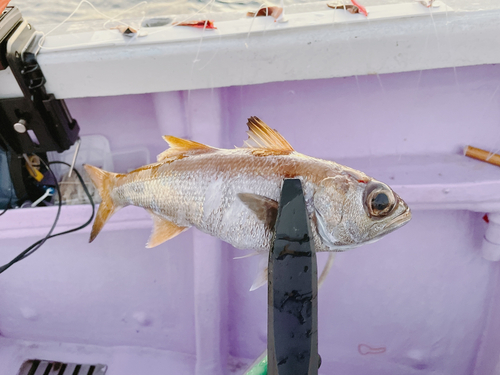 クロムツの釣果