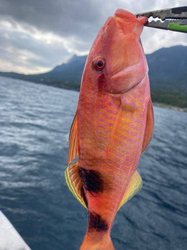 オジサンの釣果