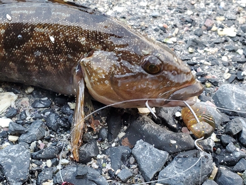 アイナメの釣果