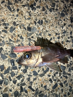 メバルの釣果