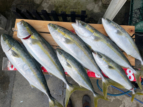 メジロの釣果