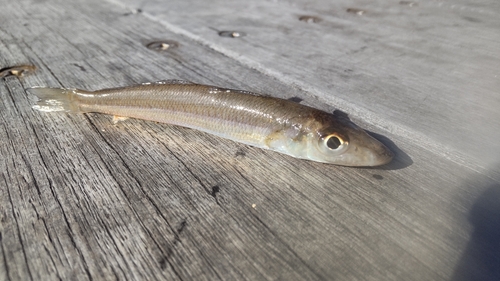 シロギスの釣果