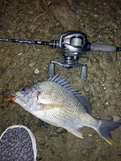 キビレの釣果